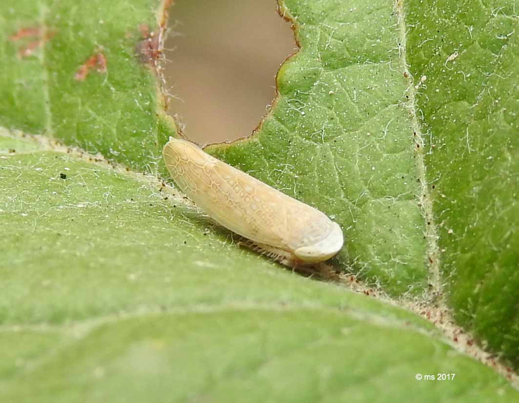 ID Cicadellidae